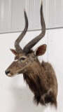 Nyala Antelope Taxidermy Shoulder Mount