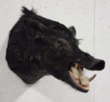 Wild Boar Taxidermy Shoulder Mount