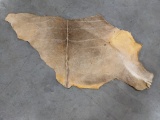 African Kudu Quarter Hide