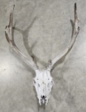 Bull Elk Skull and Antlers