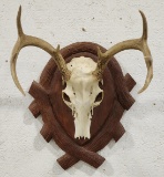 8-Point Whitetail Deer Skull Mount on Plaque
