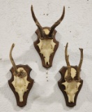3) Roebuck Skull & Antler Mounts on Plaques