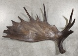 Moose Antler Table Center Piece