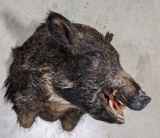 Wild Boar Taxidermy Shoulder Mount