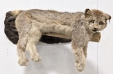 Full Body Resting Lynx Taxidermy Wall Mount
