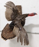Full Body Flying Turkey Taxidermy Wall Mount