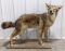 Full Body Coyote Taxidermy Mount