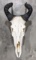 Hartebeest Antelope Skull Mount