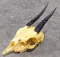 African Duiker Antelope Skull Mount