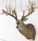 Non-Typical 33-Point Whitetail Deer Shoulder Mount