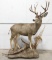 Full Body 12-Point Mule Deer Taxidermy Mount
