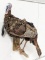 Full Body Tom Turkey Taxidermy Mount on Driftwood