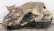 Bobcat Full Body Mount on Wall Mount Habitat Base