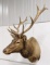 Very Large Bull Elk Taxidermy Shoulder Mount