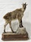 Himalayan Tahr Full Body Taxidermy Mount Display