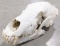 Bear Skull