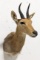 African Rhebok Antelope Taxidermy Shoulder Mount