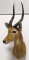 African Puku Antelope Taxidermy Shoulder Mount