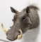 African Warthog Taxidermy Shoulder Mount