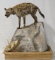 Wounded African Hyena Full Body Taxidermy Mount