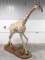 Full Body Juvenile Giraffe Taxidermy Mount