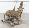 RARE African Leopard Taxidermy Ð IN Residents Only