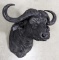 Vtg African Cape Buffalo Shoulder Mount Taxidermy