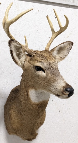 7-Point Whitetail Deer Taxidermy Shoulder Mount