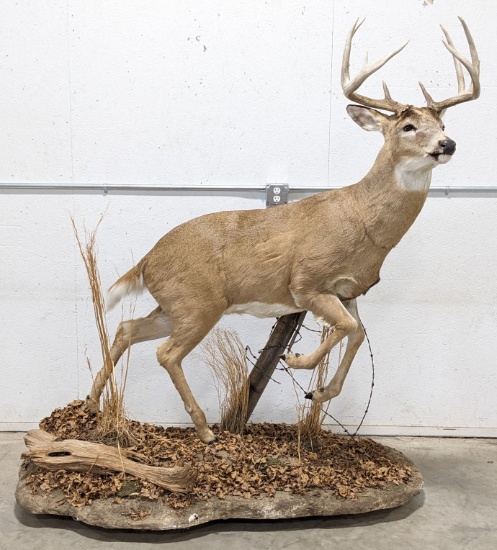 Full Body 10-Point Whitetail Deer Taxidermy Mount