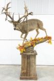 Non-Typical Whitetail Deer Full Body Mount on Base