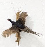 Flying Black Pheasant on Driftwood Full Body Mount