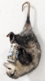 Beer Drinki'n Hanging Possum Full Body Taxidermy