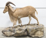 Full Body Aoudad Sheep Taxidermy Mount
