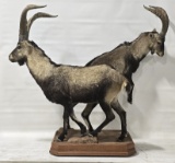 Pair Of Siberian Ibex Full Body Taxidermy Display