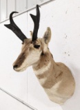 Pronghorn Shoulder Mount Taxidermy