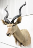 African Kudu Antelope Taxidermy Shoulder Mount