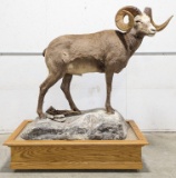 Full Body Desert Big Horn Sheep Taxidermy Mount