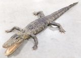 6.5ft American Alligator Full Body Mount Taxidermy