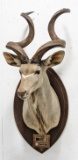South African Greater Kudu Shoulder Mount on Plaqe