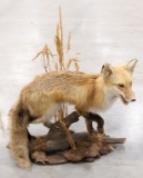 Vtg Red Fox Full Body Taxidermy on Habitat Base