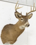 Vtg 10-Point Whitetail Deer Shoulder Mount