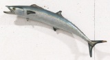 Fiberglass Barracuda Taxidermy Mount