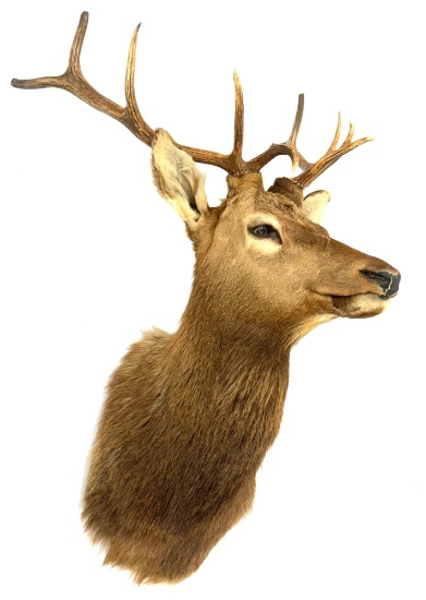 5x5 Bull Elk Shoulder Mount