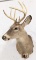 8-Point Whitetail Deer Shoulder Mount Taxidermy