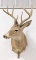 8-Point Whitetail Deer Shoulder Mount Taxidermy