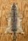 Tanned Coyote Pelt on Board