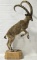 Nubian Ibex Goat Full Body Taxidermy Mount Display