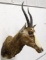 African Blesbok Antelope Taxidermy Shoulder Mount