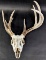 Deer Skull With Antlers