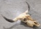 Vtg Steer Skull & Horn Mount